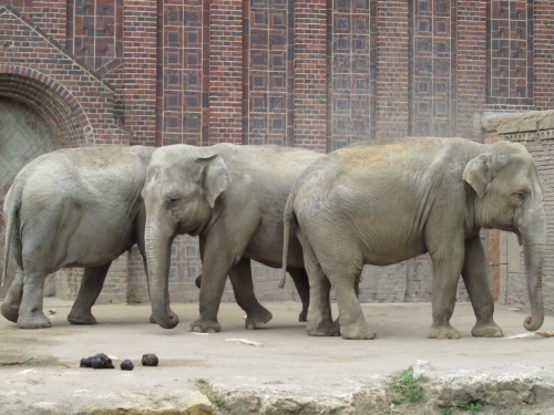 Foto: BACHFEST LEIPZIG 2012: Mit dem ZOOKONZERT zu Gast im Leipziger Zoo: Und hier drei von den echten Tieren